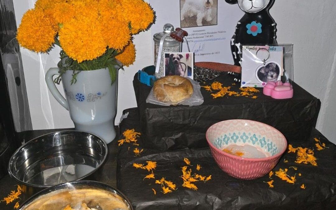 Celebran día de muertos para las mascotas en Xalapa